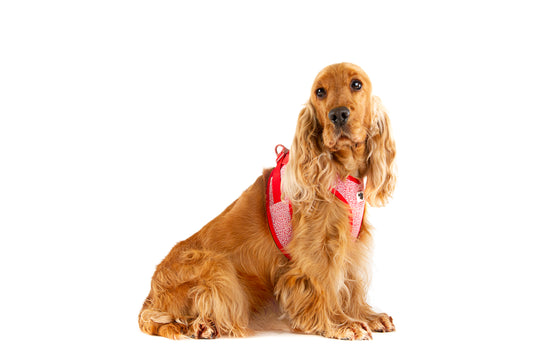 Merino Clasp Vest Hundegeschirr – Farbe Rot