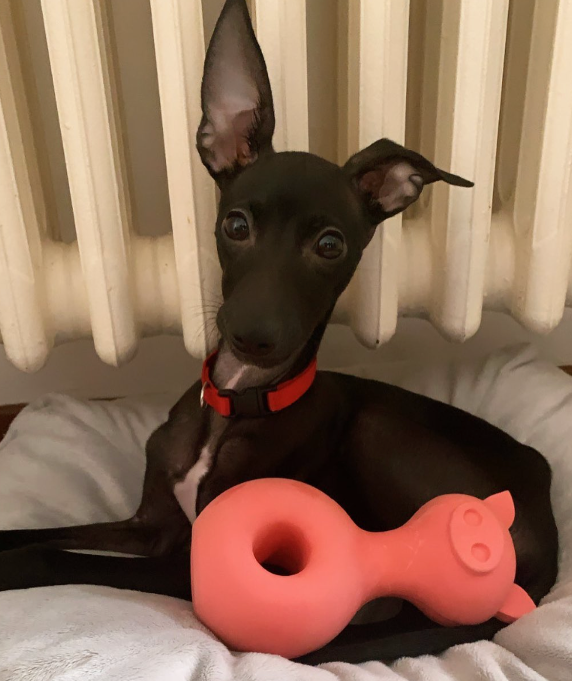 Latexspielzeug für Hunde und Katzen in süßer Schweineform