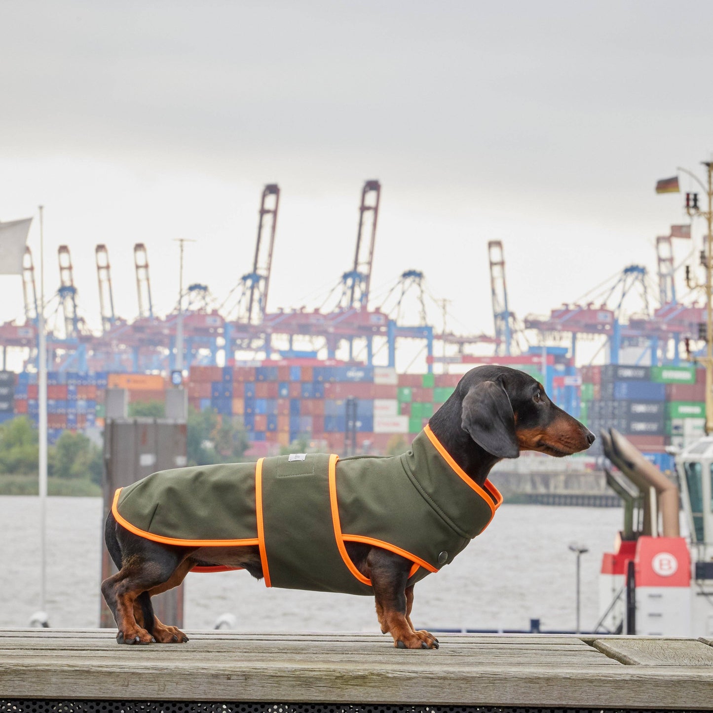 Hundemantel Dackel Softshell Handarbeit