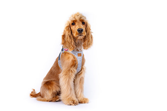 Alpine Clasp Vest Hundegeschirr – Farbe Grau