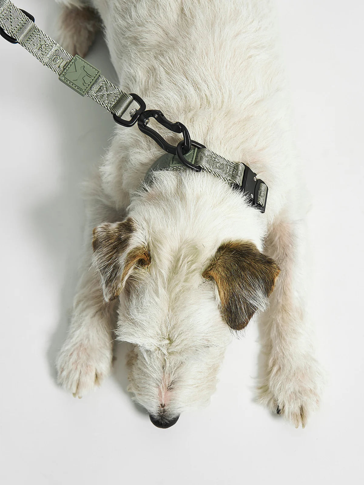 Modena Leichtes Hundehalsband – Farbe Grolive