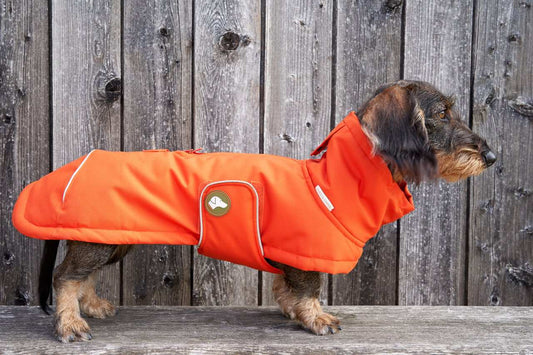 Dackel-Wintermantel Oskar in Pumpkin Orange: Orange / 4 | 44-49cm