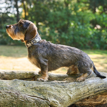 Hundehalsband Kühe Motiv