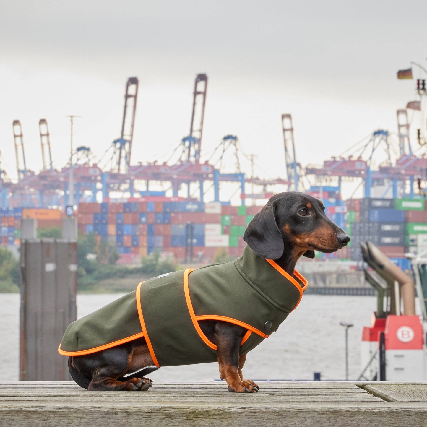 Hundemantel Dackel Softshell Handarbeit