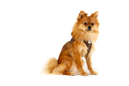 Cord Clasp Vest Hundegeschirr – Farbe Tan