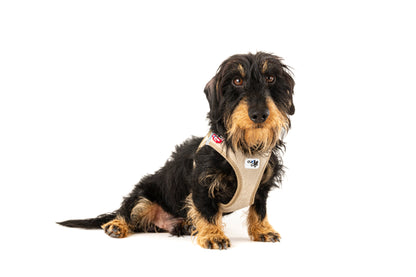 Cord Clasp Vest Hundegeschirr – Farbe Tan