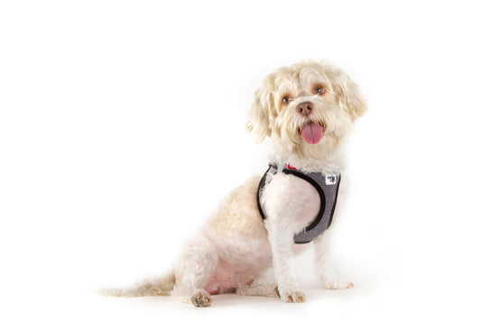 Merino Clasp Vest Hundegeschirr – Farbe Black