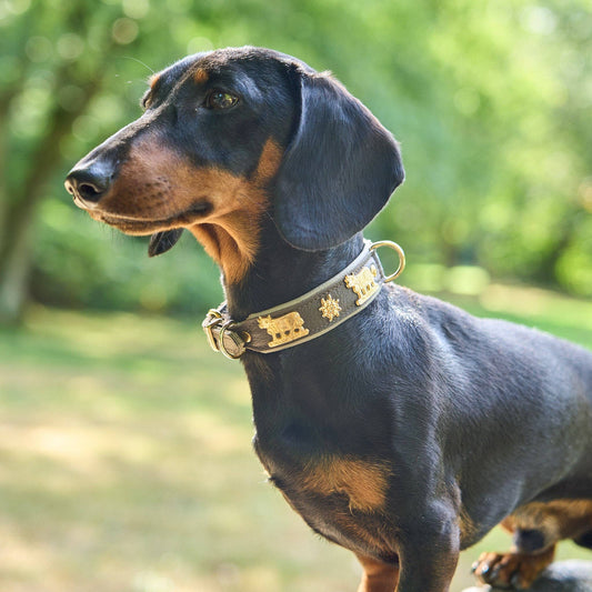 Hundehalsband Kühe Motiv