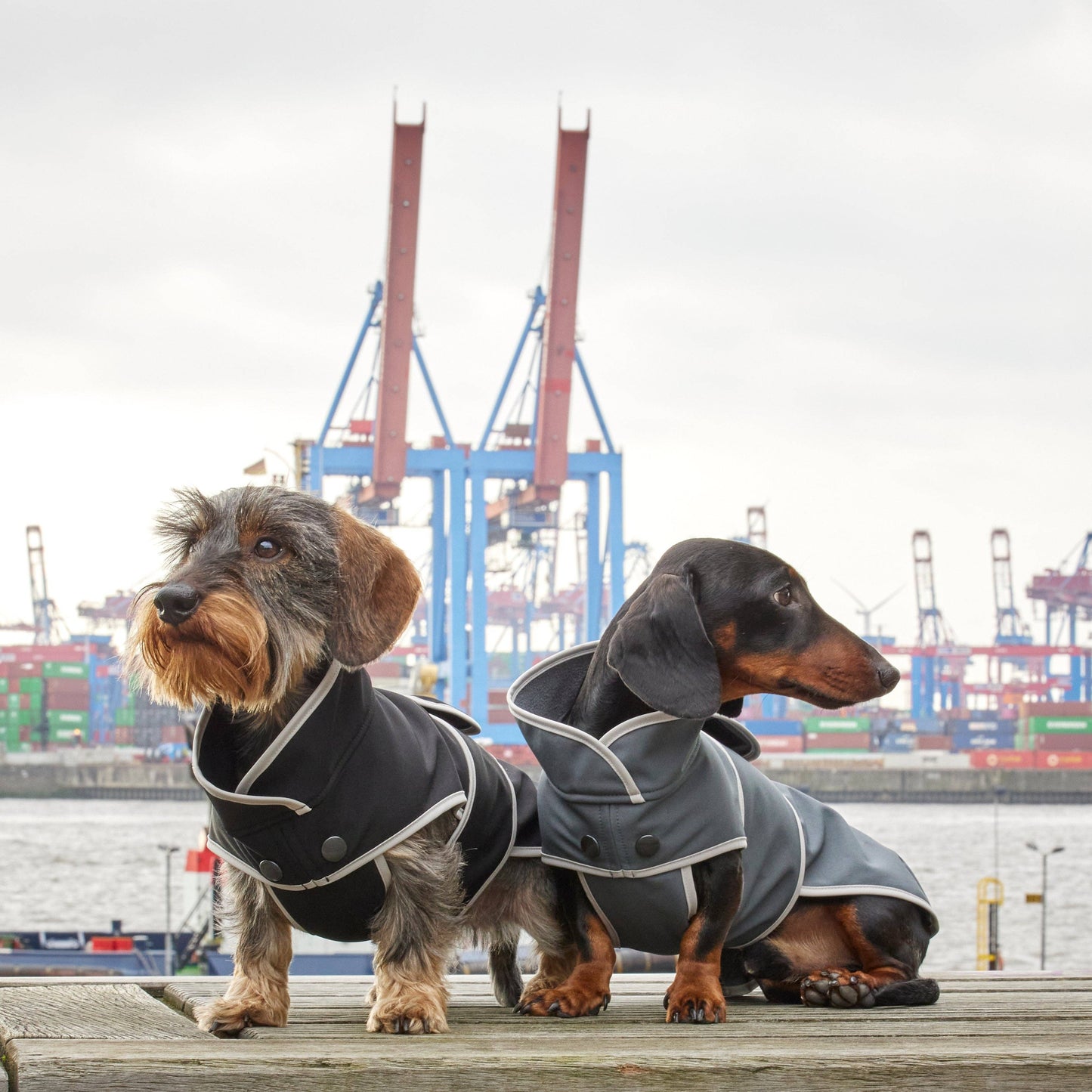 Hundemantel Dackel Softshell Handarbeit