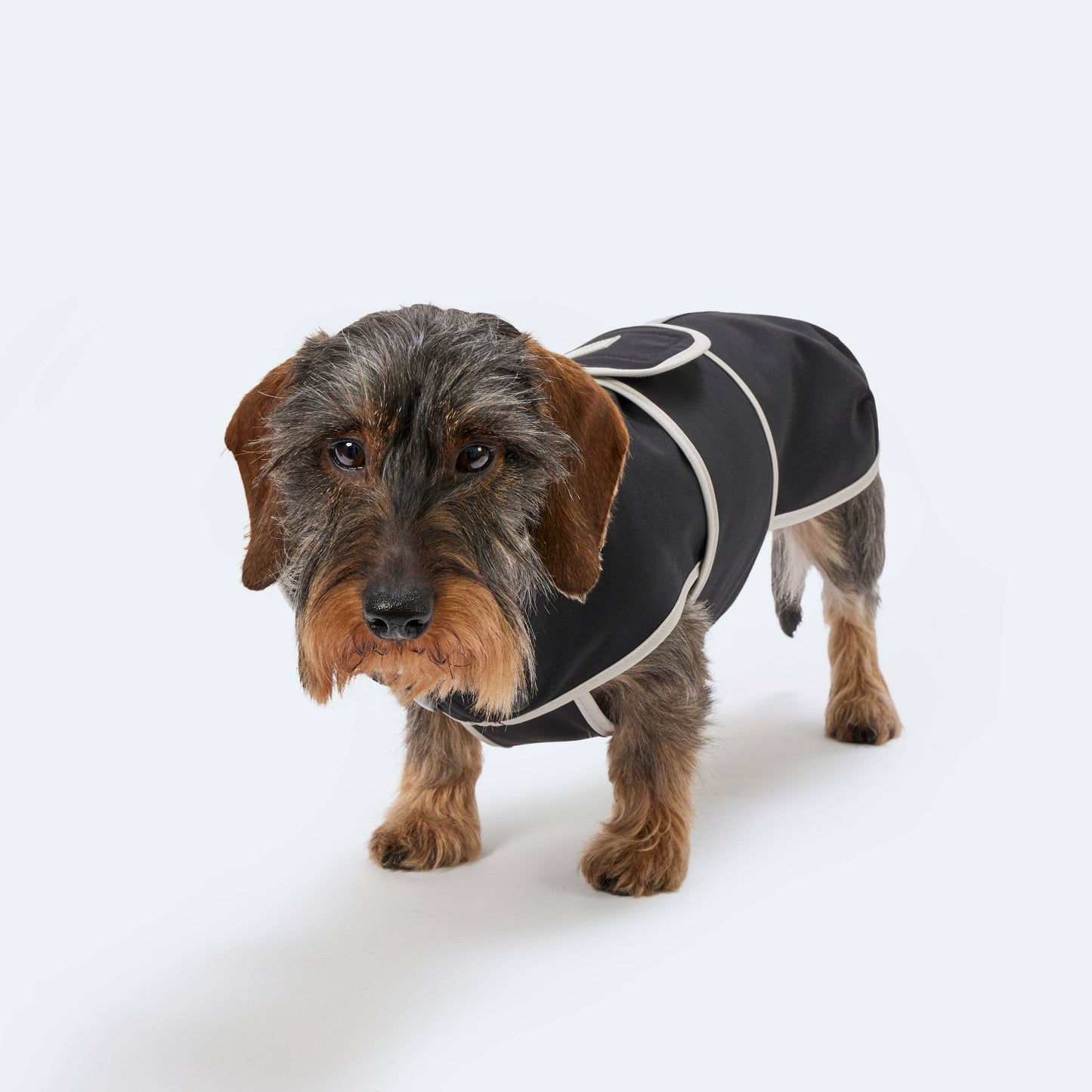 Hundemantel Dackel Softshell Handarbeit