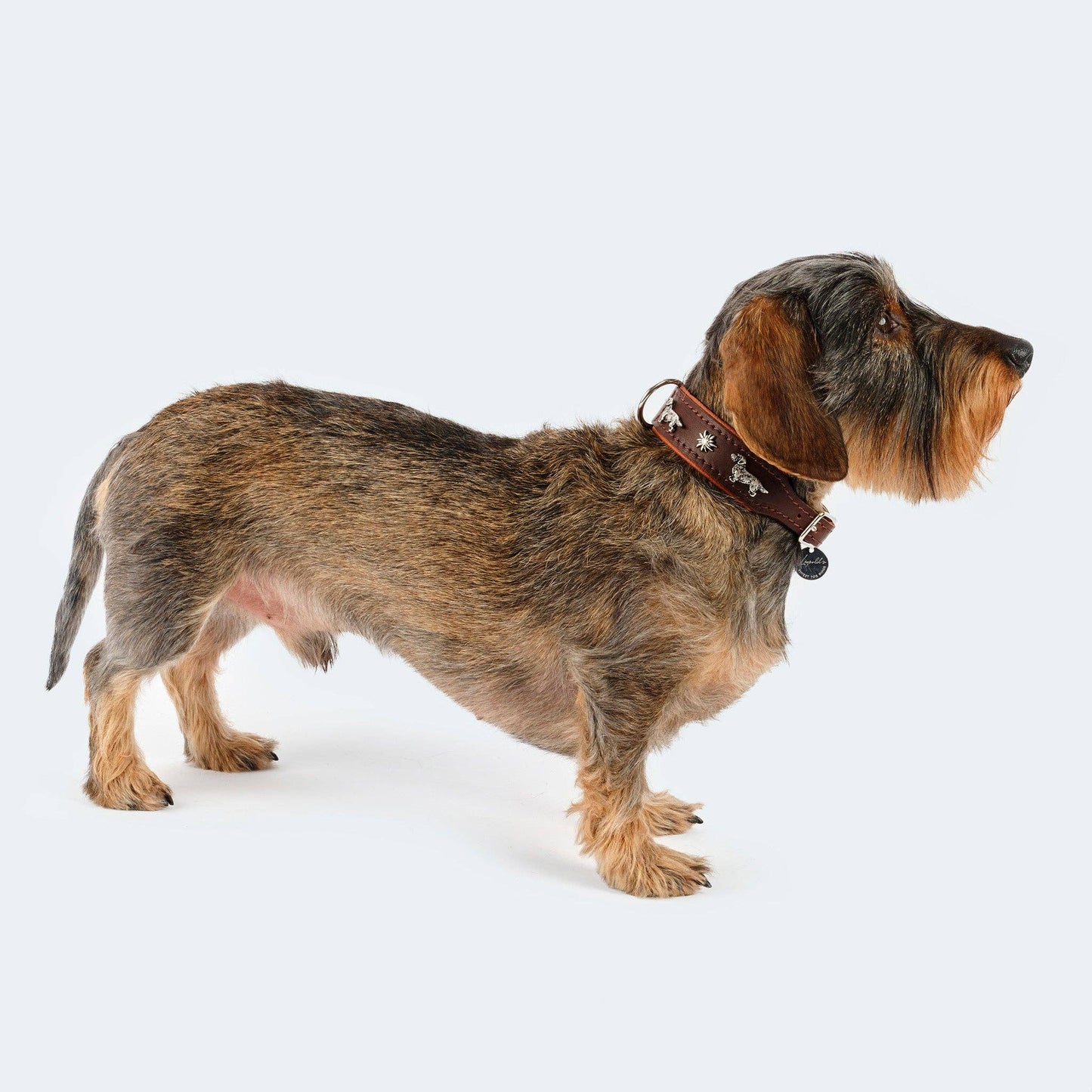 Hundehalsband Leder Dackel dunkelbraun/ cognac