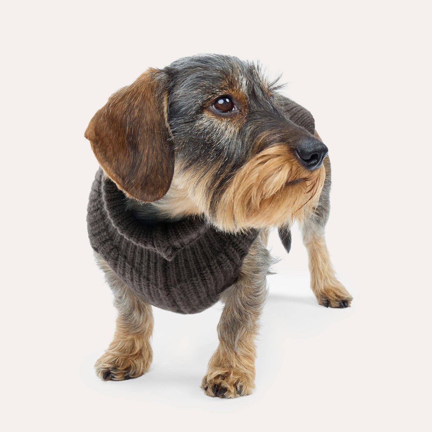 Cashmere Hundestrickpullover