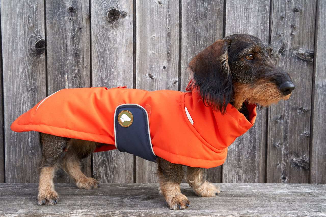Dackel-Wintermantel Oskar in Pumpkin Orange: Orange / 4 | 44-49cm