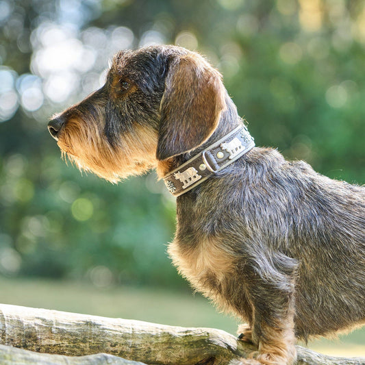 Hundehalsband Kühe Motiv