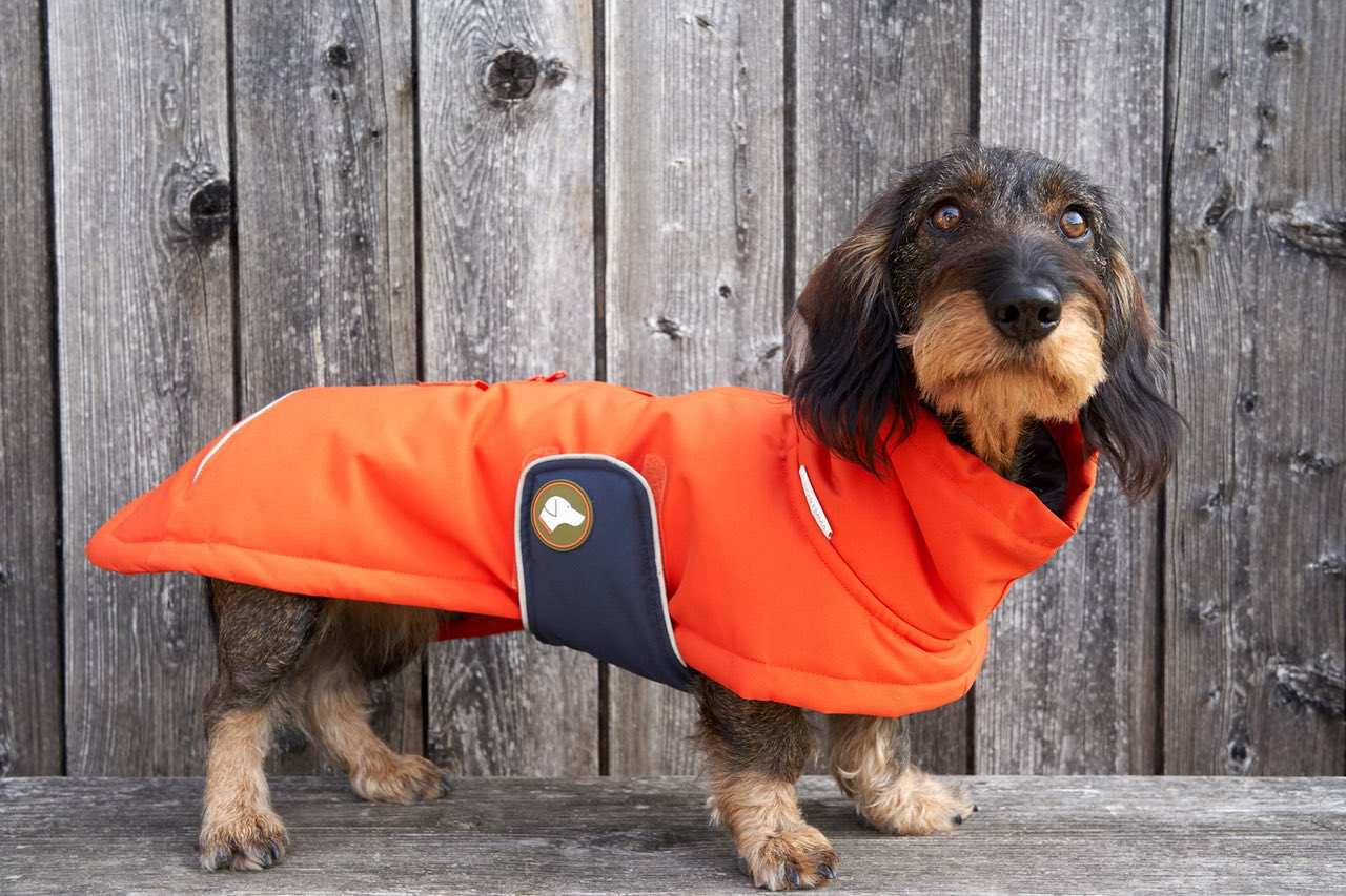 Dackel-Wintermantel Oskar in Pumpkin Orange: Orange / 4 | 44-49cm