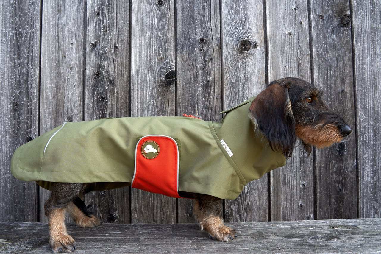 Dackel-Regenmantel Cooper in Oliv Branch