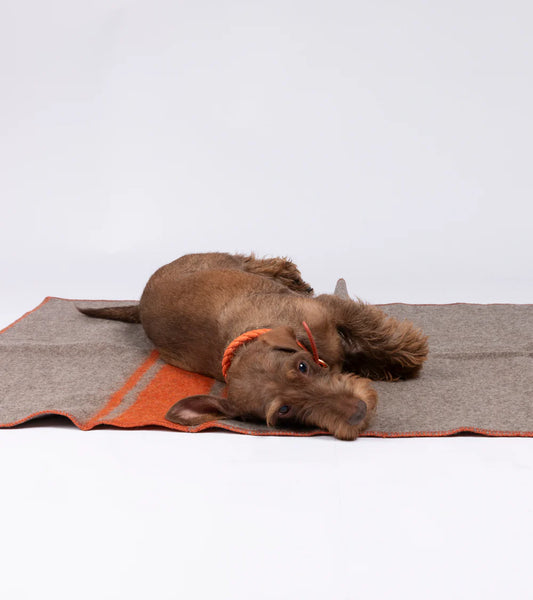 Ansel Hundedecke aus recycelter Wolle - Natur/Orange