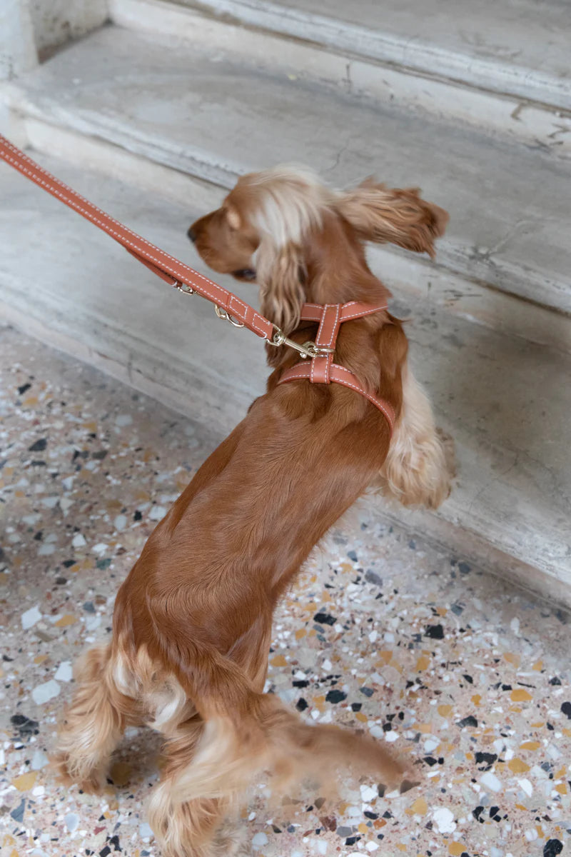 Gabriele H-förmiges Hundegeschirr aus Leder - Braun
