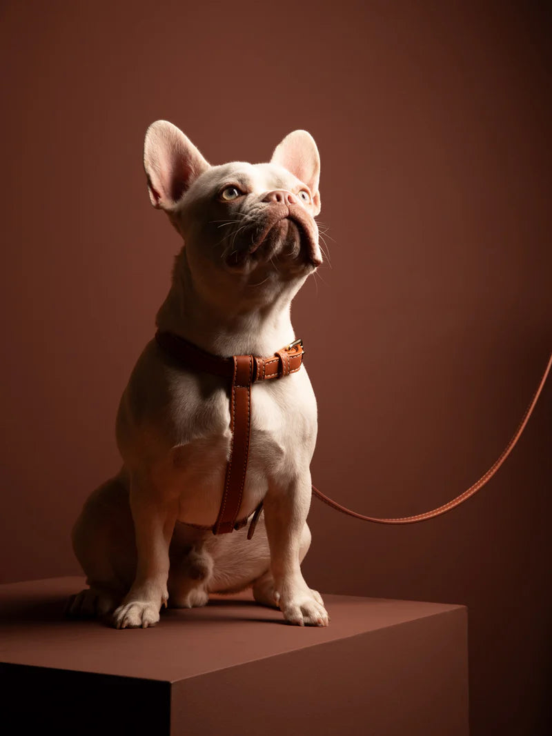 Gabriele H-förmiges Hundegeschirr aus Leder - Braun