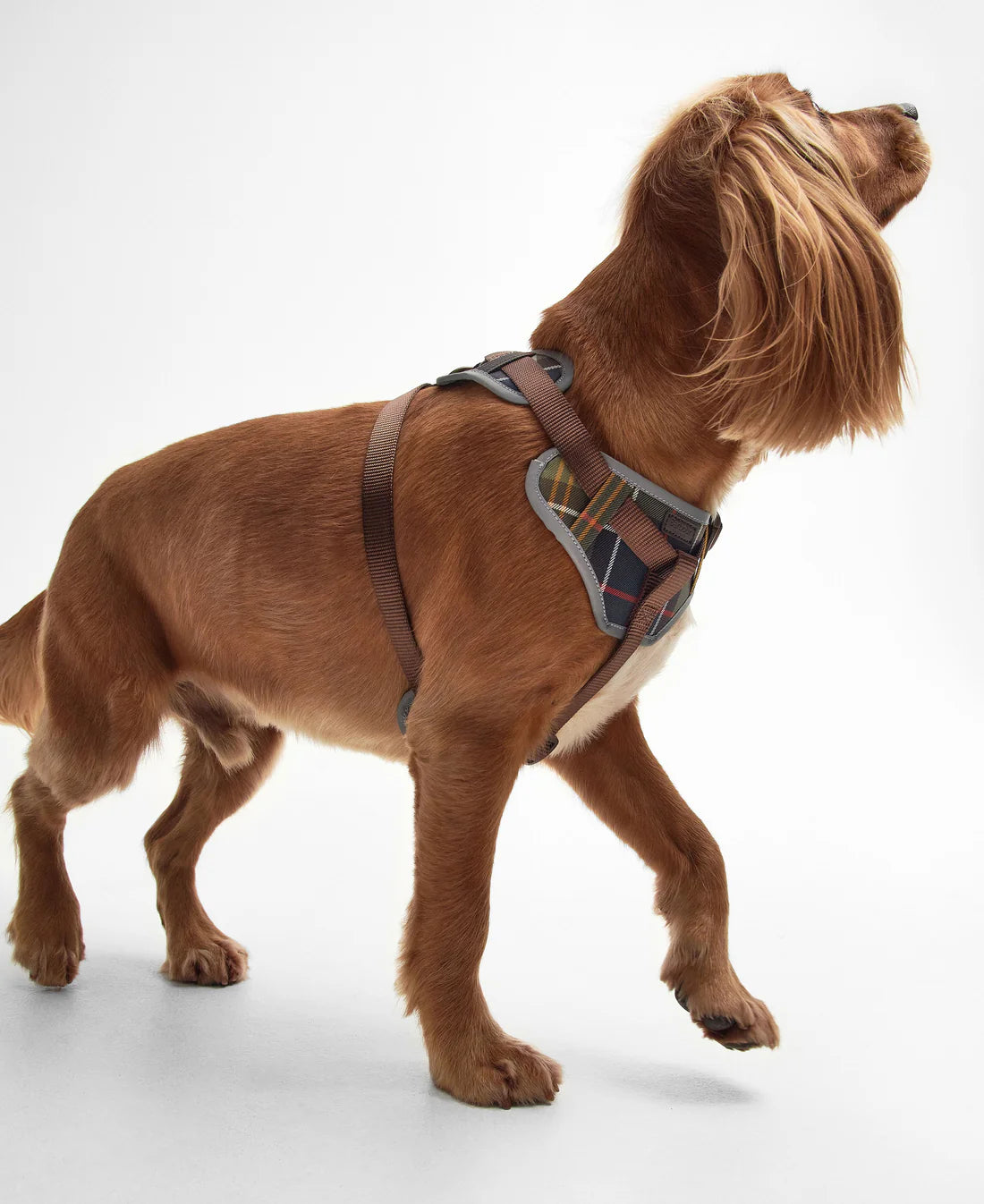 Hundegeschirr Fully Adjustable - Classic Tartan
