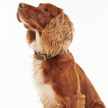 Hundehalsband aus Leder - Farbe Braun
