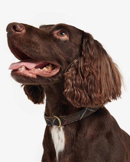 Hundehalsband Webbing in Tartan