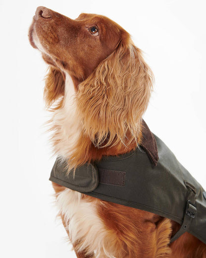 Gewachster Hundemantel mit Tartan-Futter - Farbe Olive