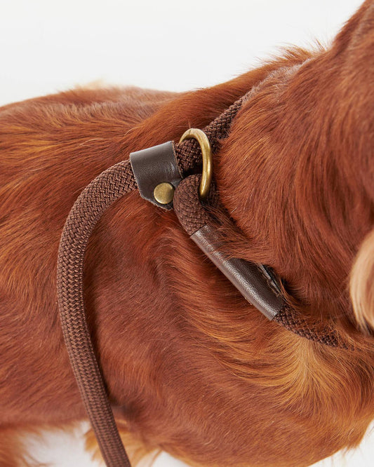Hundeleine Trim mit integriertem Schlupfhalsband