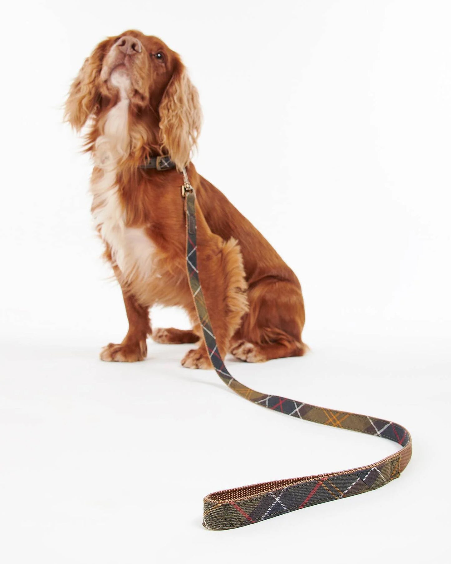Hundeleine Webbing in Tartan