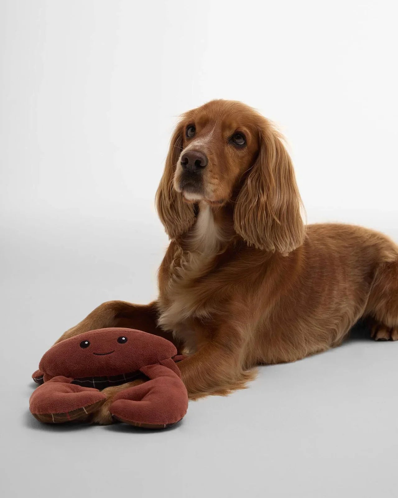 Hundespielzeug Krabbe