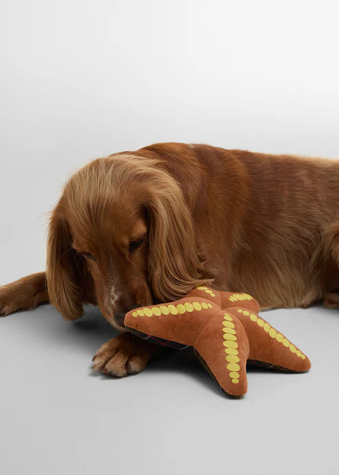 Hundespielzeug Seestern