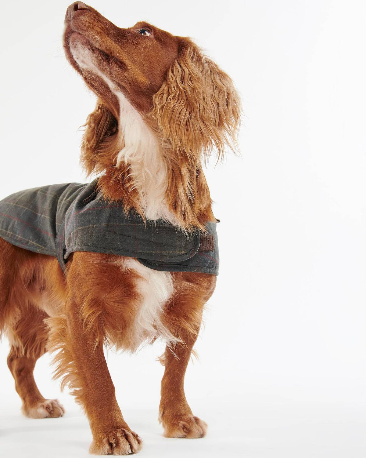 Waxed Hundemantel aus gewachster Baumwolle – Classic Tartan