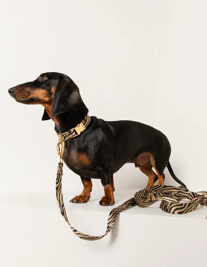 Zebra Hundehalsband - Beige/Schwarz