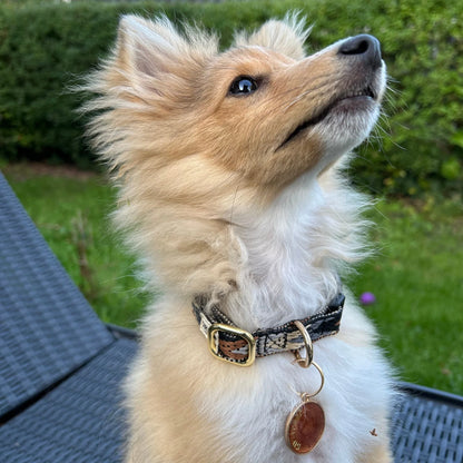 Dog Collar Hundehalsband – Farbe Dark Arrow