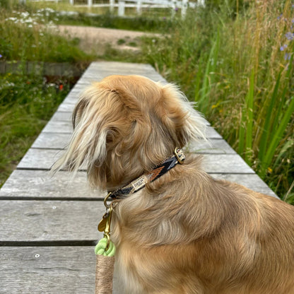 Dog Collar Hundehalsband – Farbe Dark Arrow