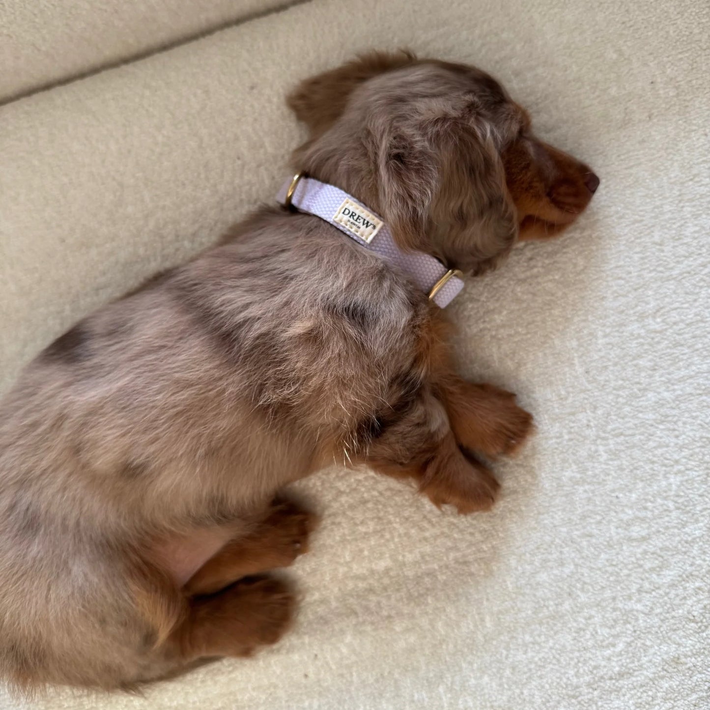 Light Puppy Collar Mini – Farbe Lavender