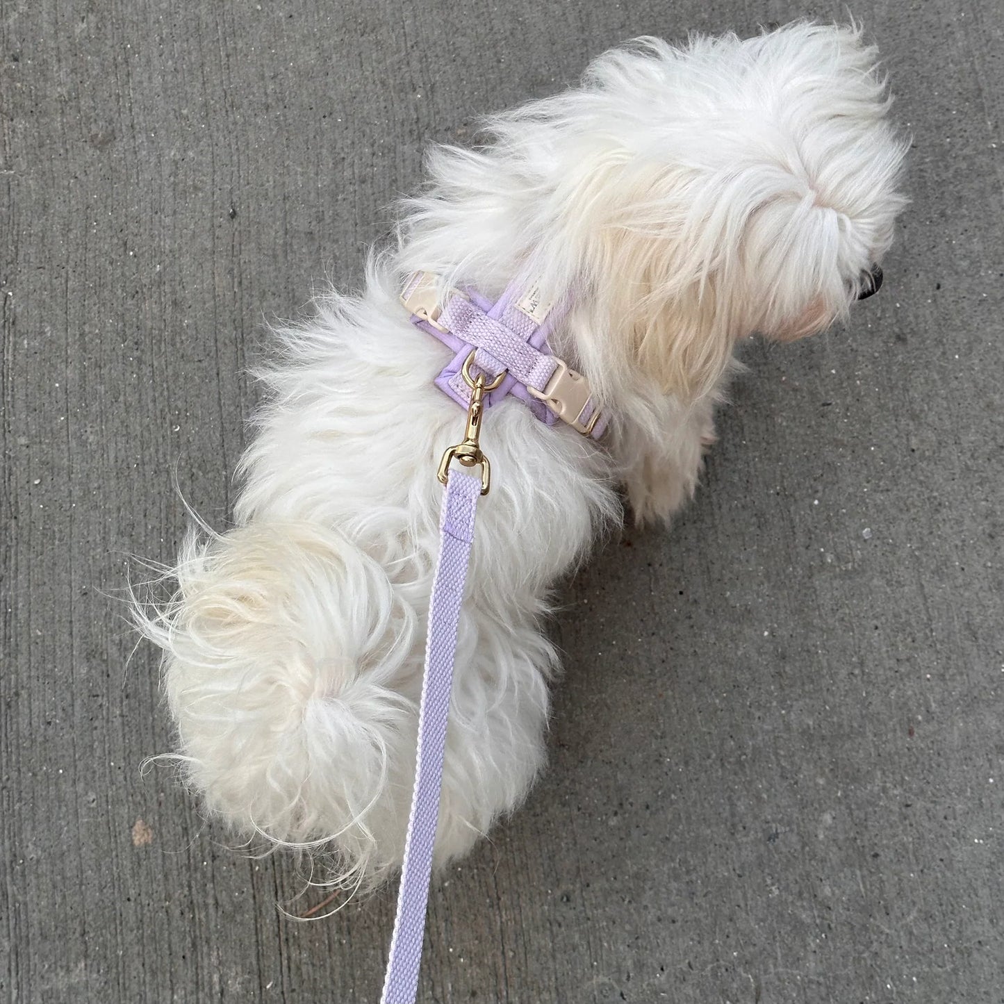 Adjustable Hundeleine – Farbe Lavender