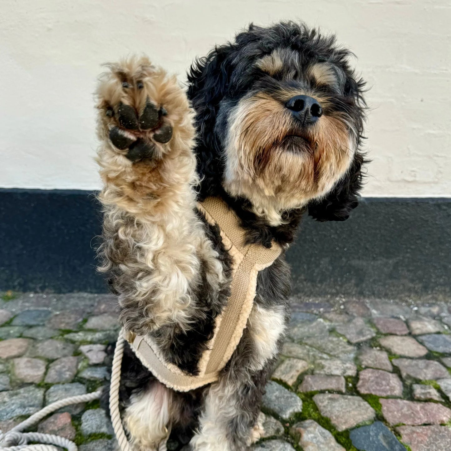 Teddy Hundegeschirr – Farbe Beige