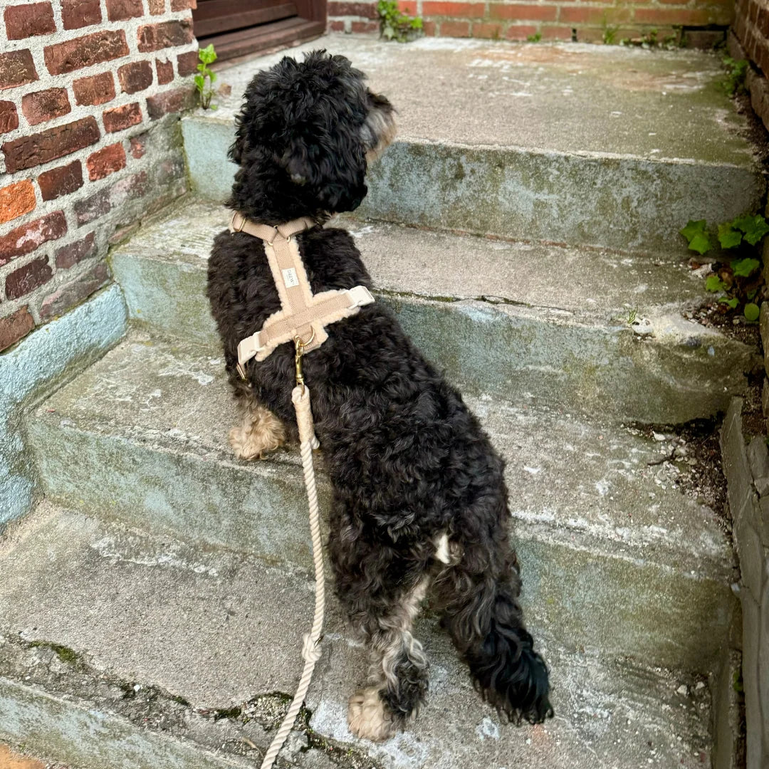 Teddy Hundegeschirr – Farbe Beige