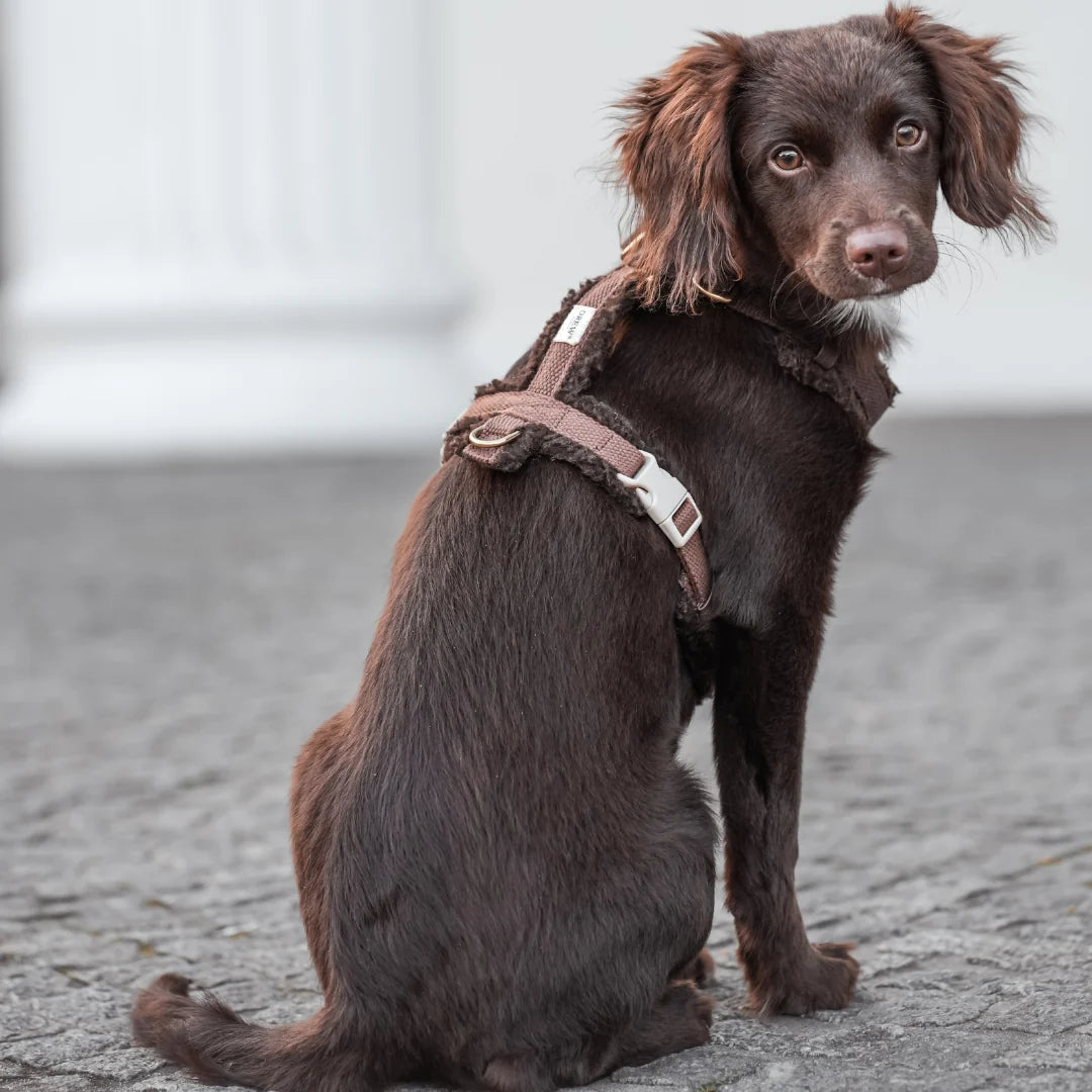 Teddy Hundegeschirr – Farbe Braun