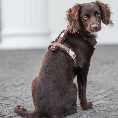 Teddy Hundegeschirr – Farbe Braun
