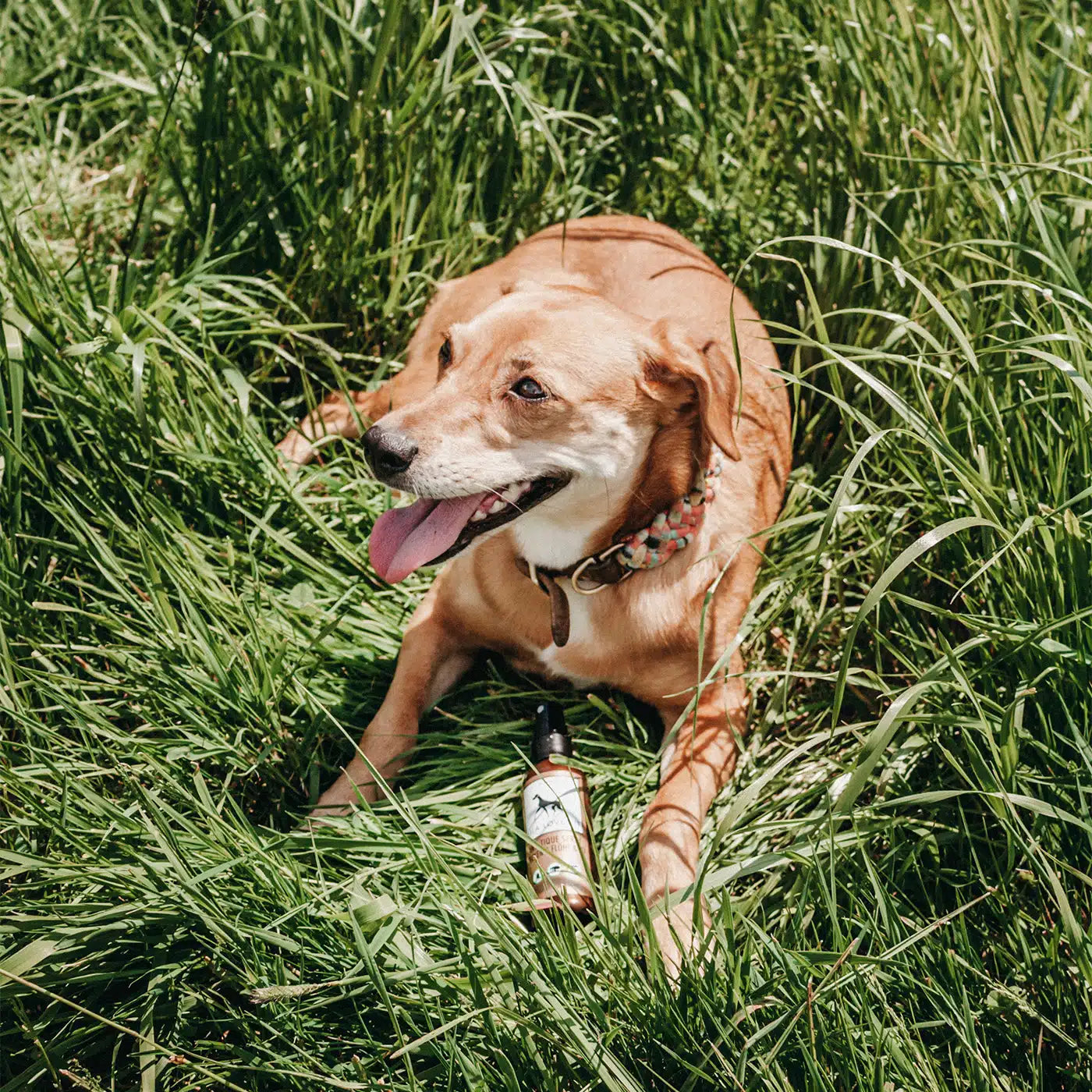 Anti-Tique Spray – Natürliches Zeckenspray