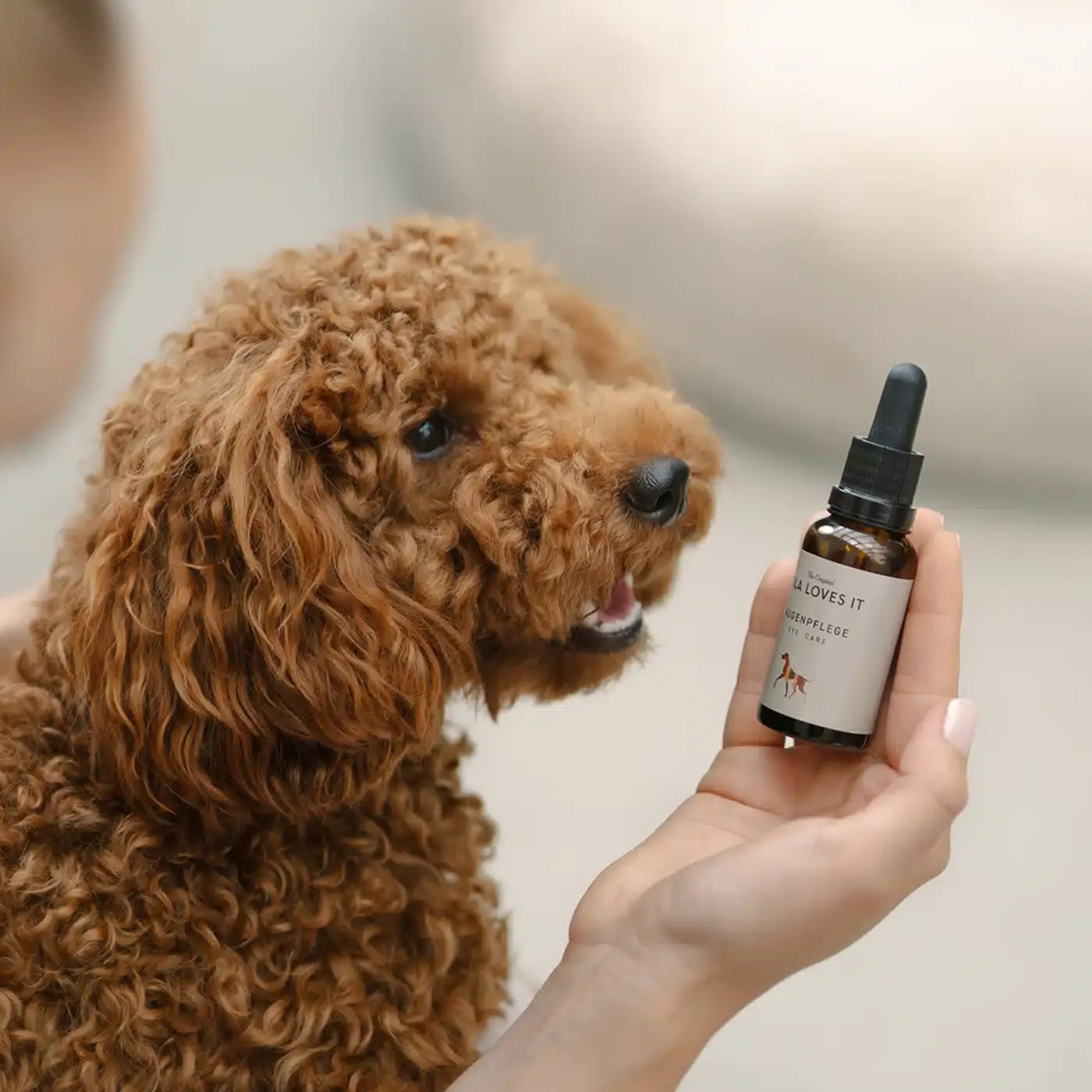 Augenpflege für Hunde