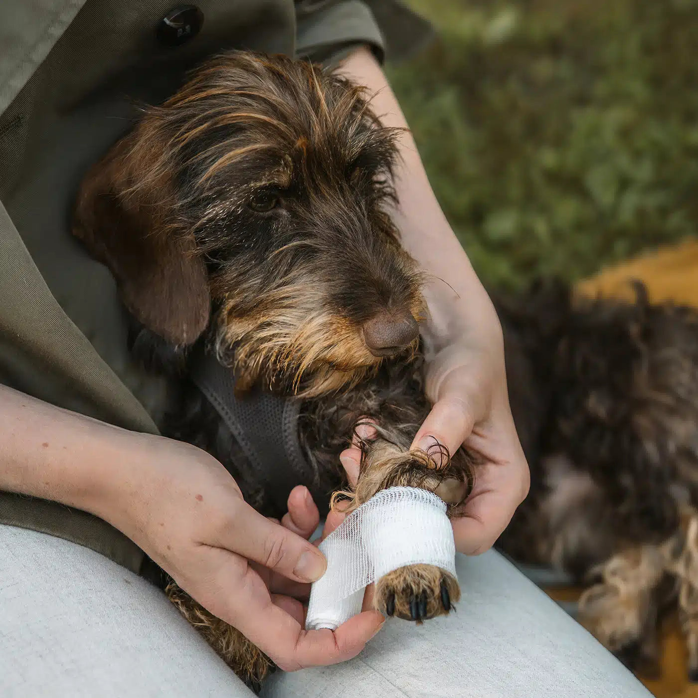 Erste-Hilfe-Set für Hunde