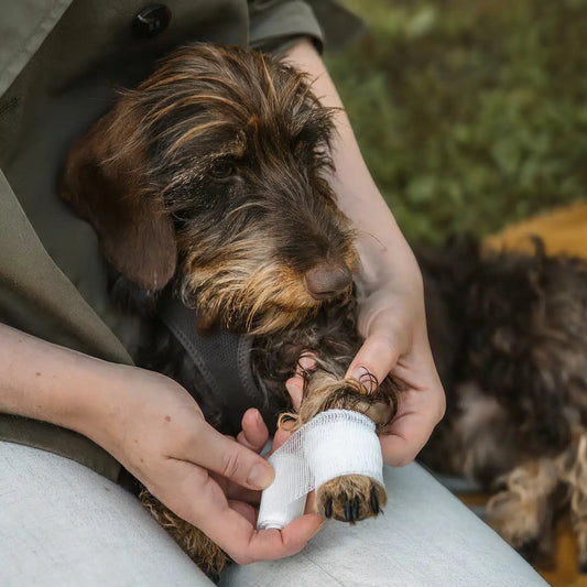 Erste-Hilfe-Set für Hunde