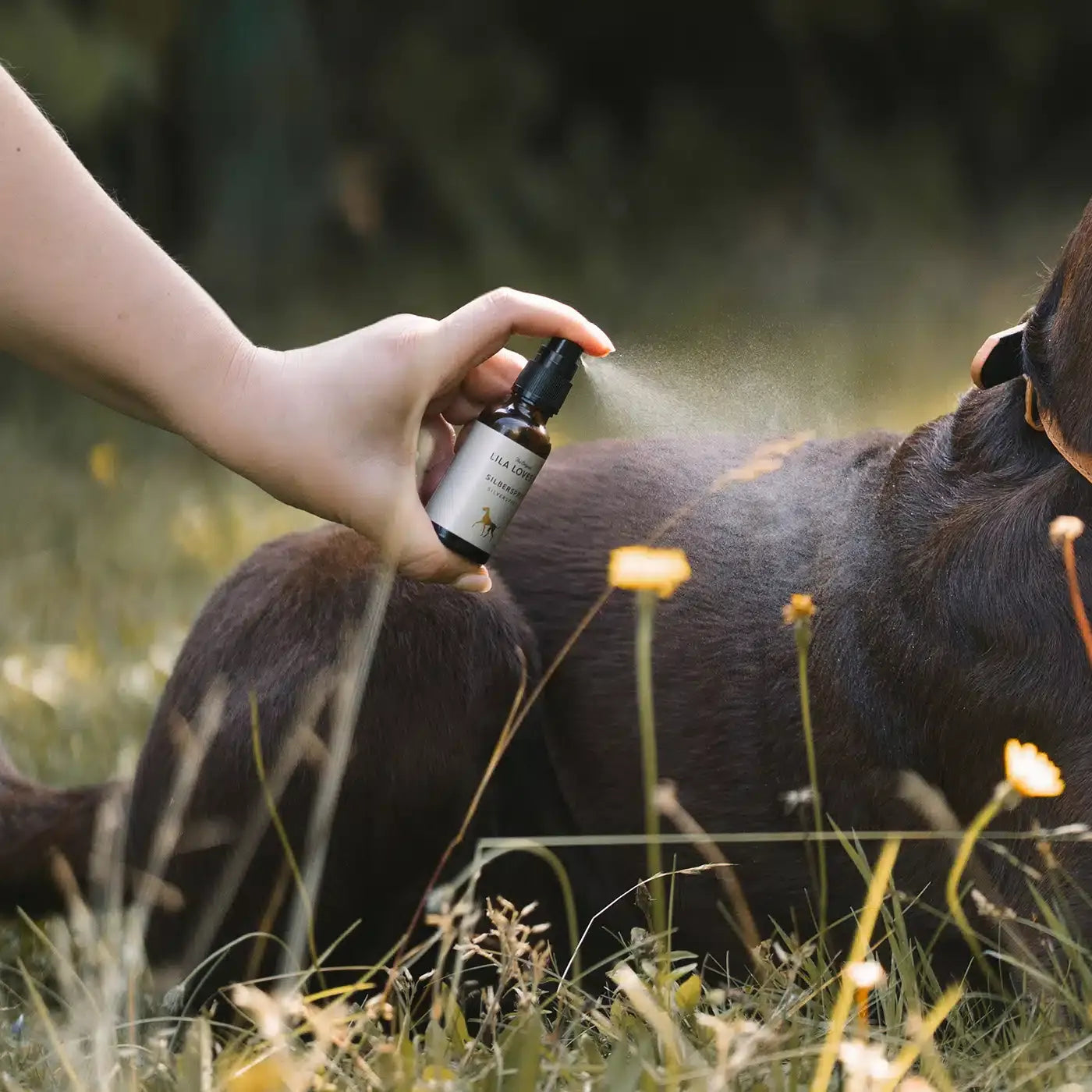 Silberspray für Hunde