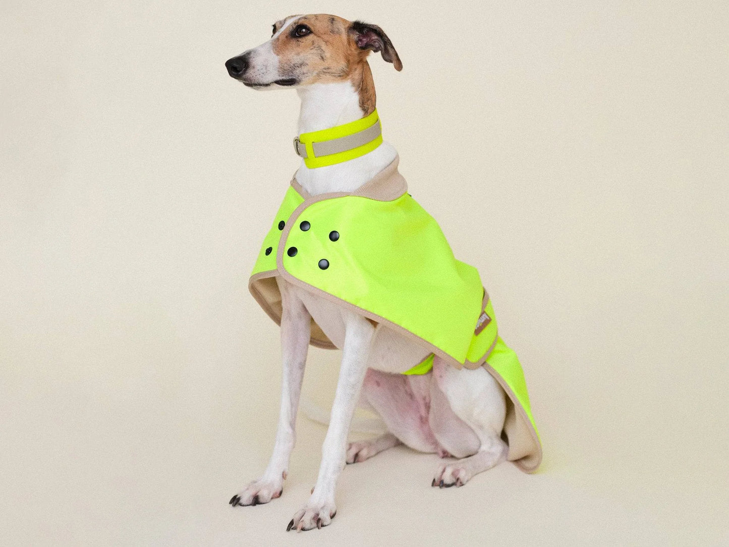 Glow Raincoat Regular-Fit Neon Hunderegenmantel – Neongelb