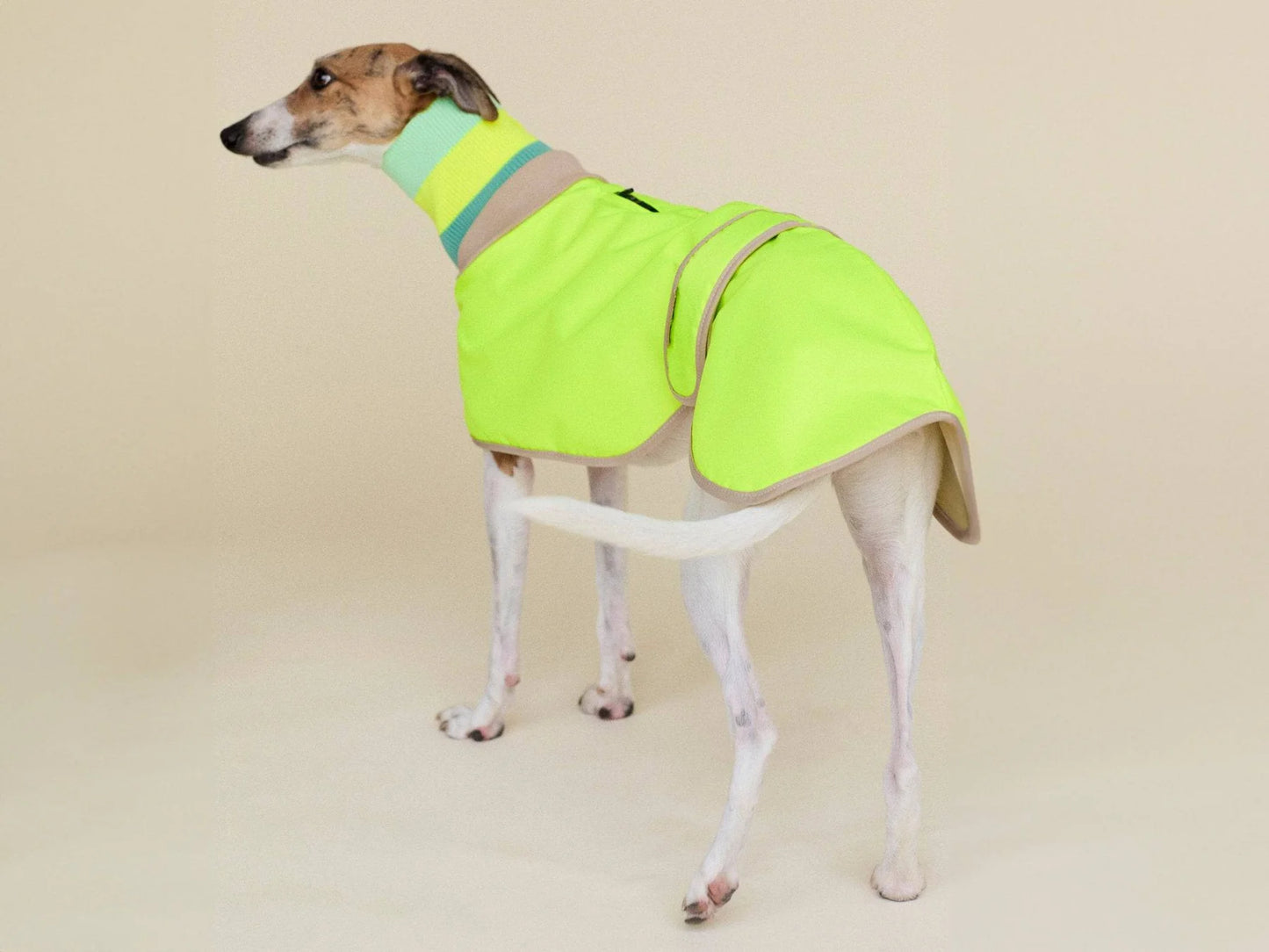 Glow Raincoat Regular-Fit Neon Hunderegenmantel – Neongelb