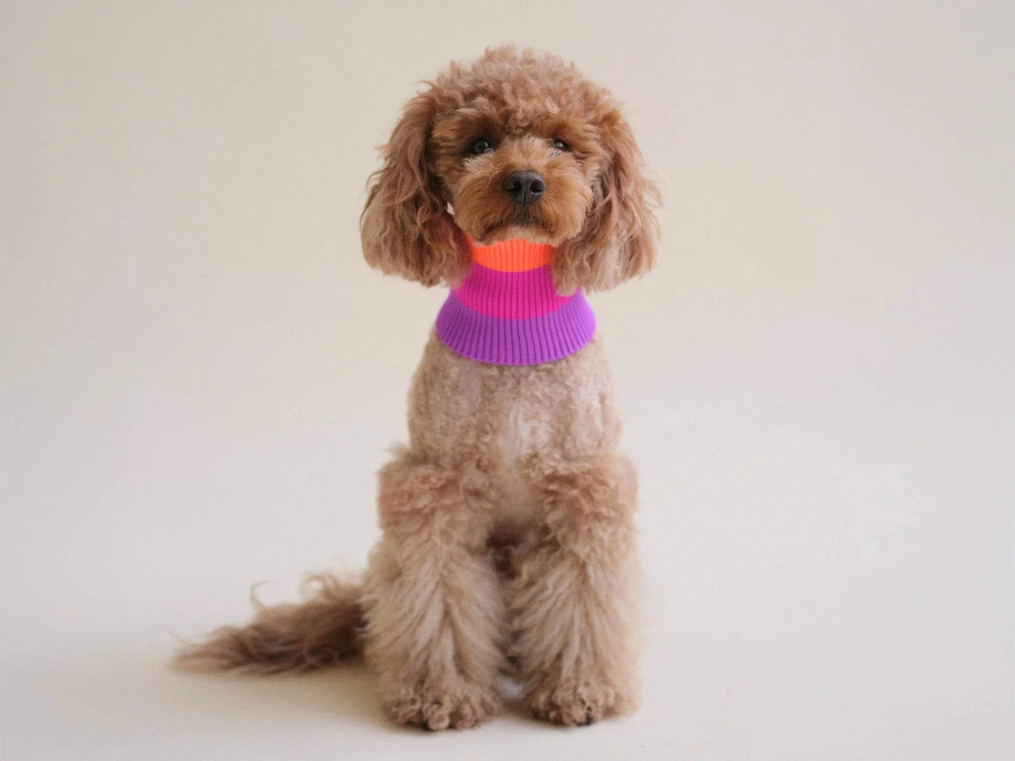 Glow Loop Neon Hundeschal – Electric Sunset (Lila/Orange)