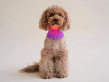 Glow Loop Neon Hundeschal – Electric Sunset (Lila/Orange)